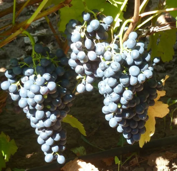 vladimir-main-236079