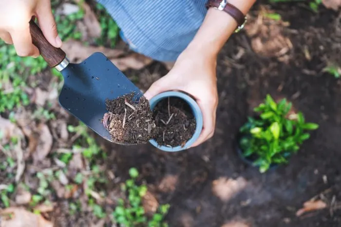 мокрая почва на лопате проверка влажности после полива