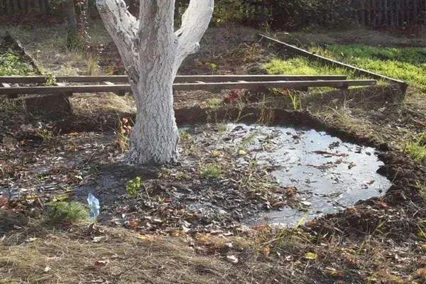 Мульчирование приствольных кругов: как, когда и чем правильно укрывать