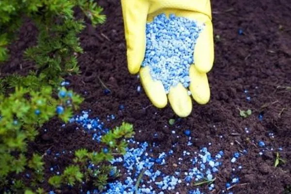 Мульчирование приствольных кругов: как, когда и чем правильно укрывать