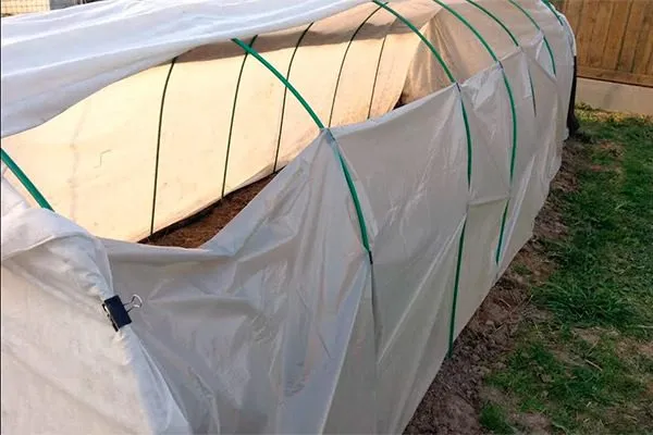 Высадка рассады баклажанов в открытый грунт: сроки, схема и правила ухода