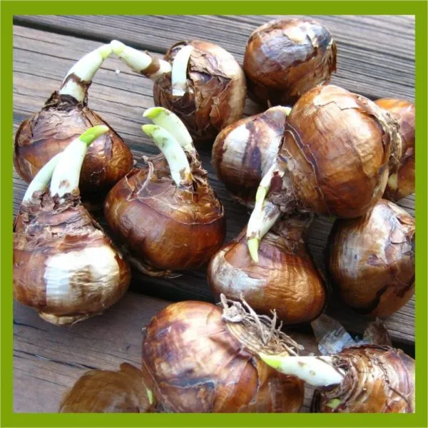 сухие выкопанные луковицы гиацинтов и нарциссов