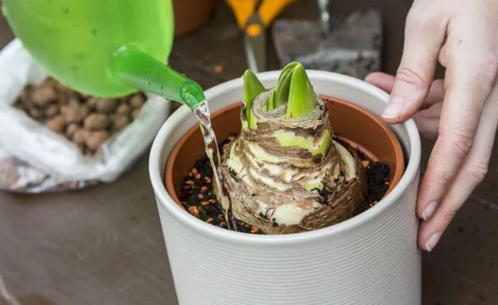 полив горшка амариллиса в прохладном месте