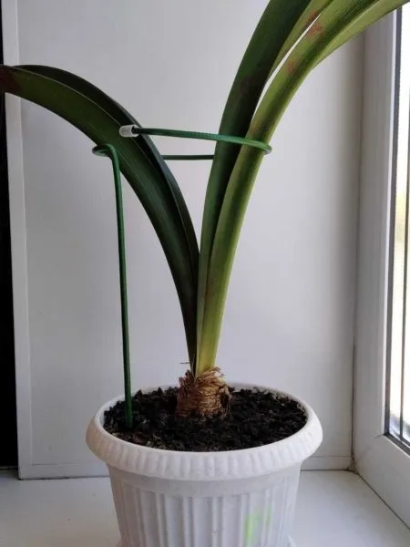 опора для цветка гиацинта