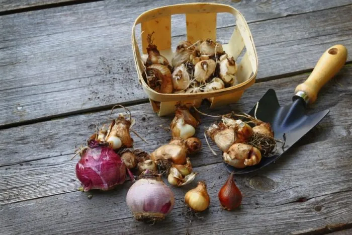 луковицы тюльпанов нарциссов гиацинтов