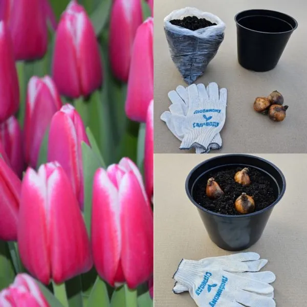 горшки для выгонки луковичных