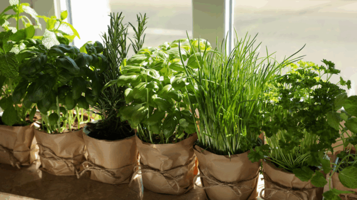 зелень на подоконнике зимой