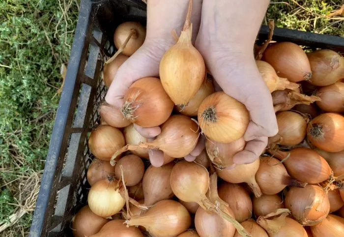 отбор луковиц для посадки