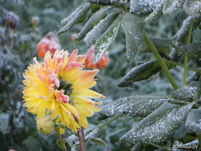 заморозки на листьях георгин