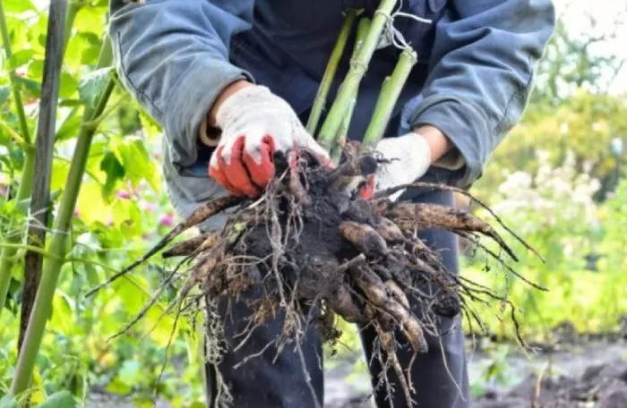 выкопанные георгины на земле