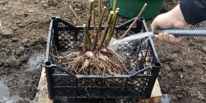 промывка клубней георгин