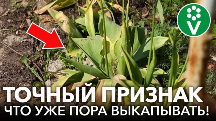 пора выкапывать тюльпаны листья пожелтели