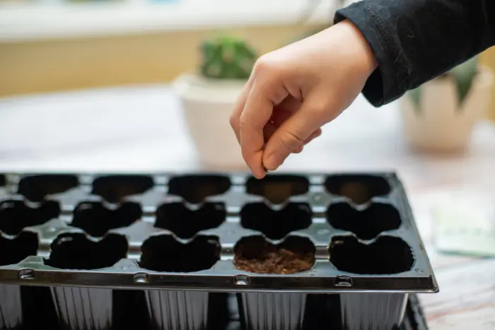 посев мелких семян в контейнер