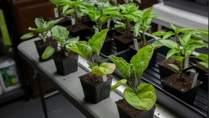 рассада баклажанов на подоконнике