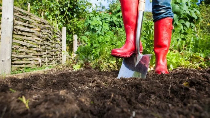 перекопка грядки под капусту лопатой