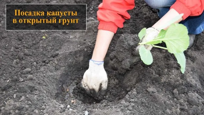 лунки для посадки капусты в ряд