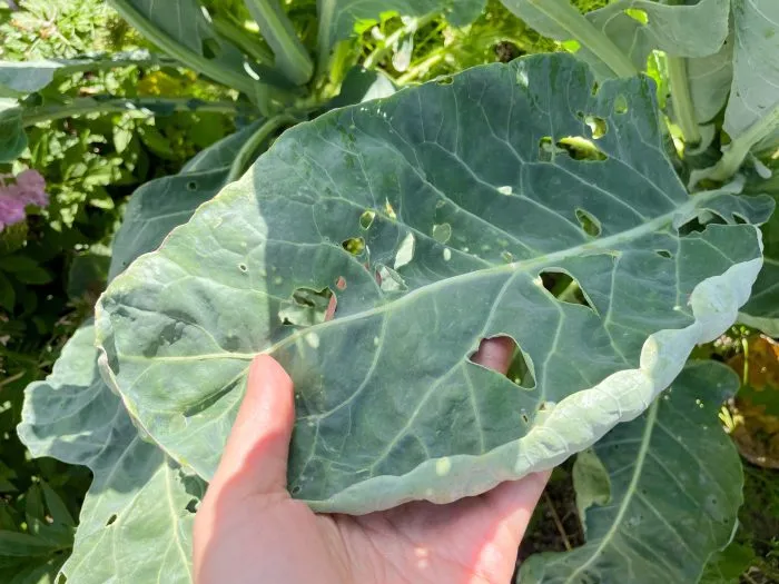 защита рассады капусты от крестоцветной блошки