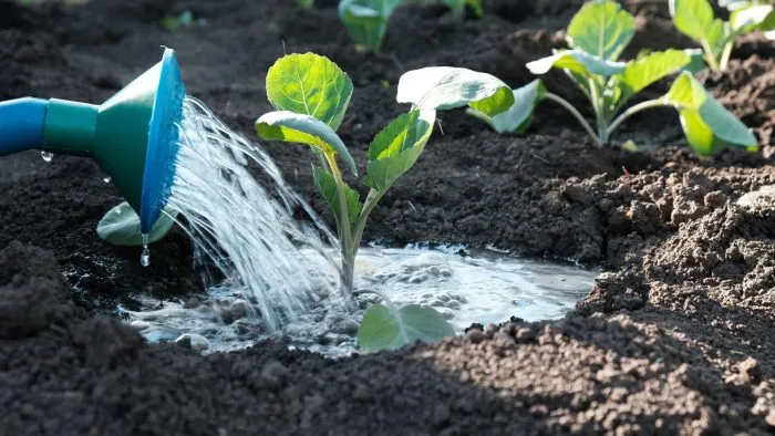 полив рассады капусты из лейки после посадки