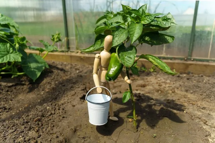 посадка рассады перца в лунку