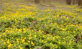 лесная опушка с цветами примулы