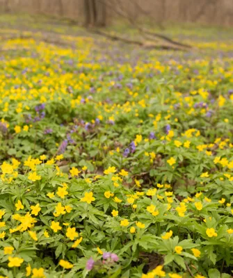 лесная опушка с цветами примулы