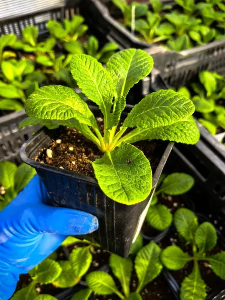 рассада примулы в руках