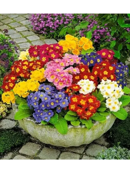 цветущие примулы на клумбе