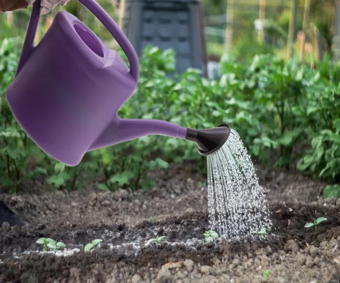 полив примулы садовой лейкой