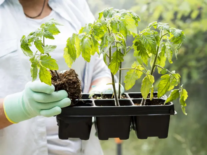 рассада томатов в руках