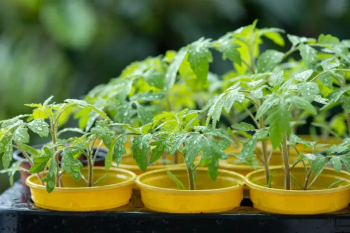 крепкая рассада томатов