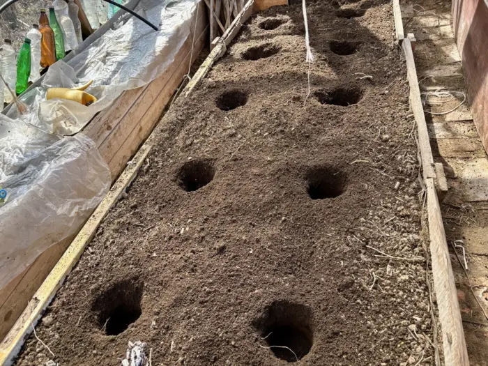 лунки для рассады в огороде