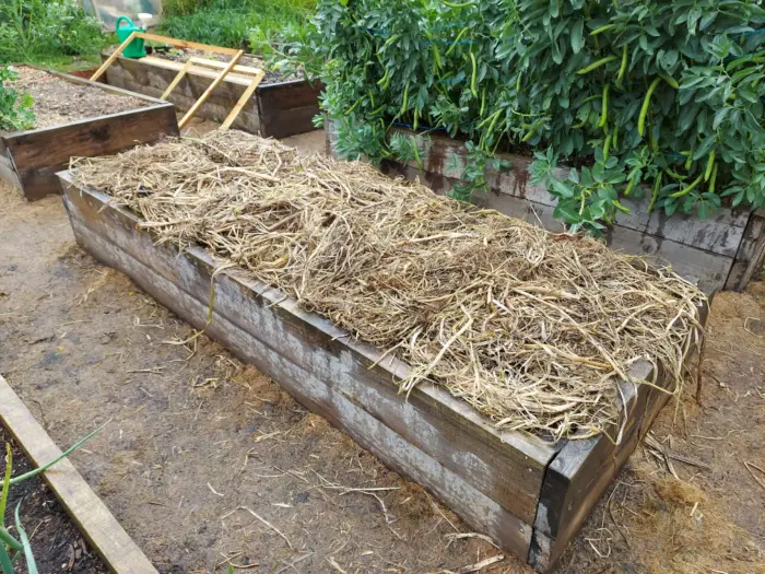 мульча из соломы на грядке