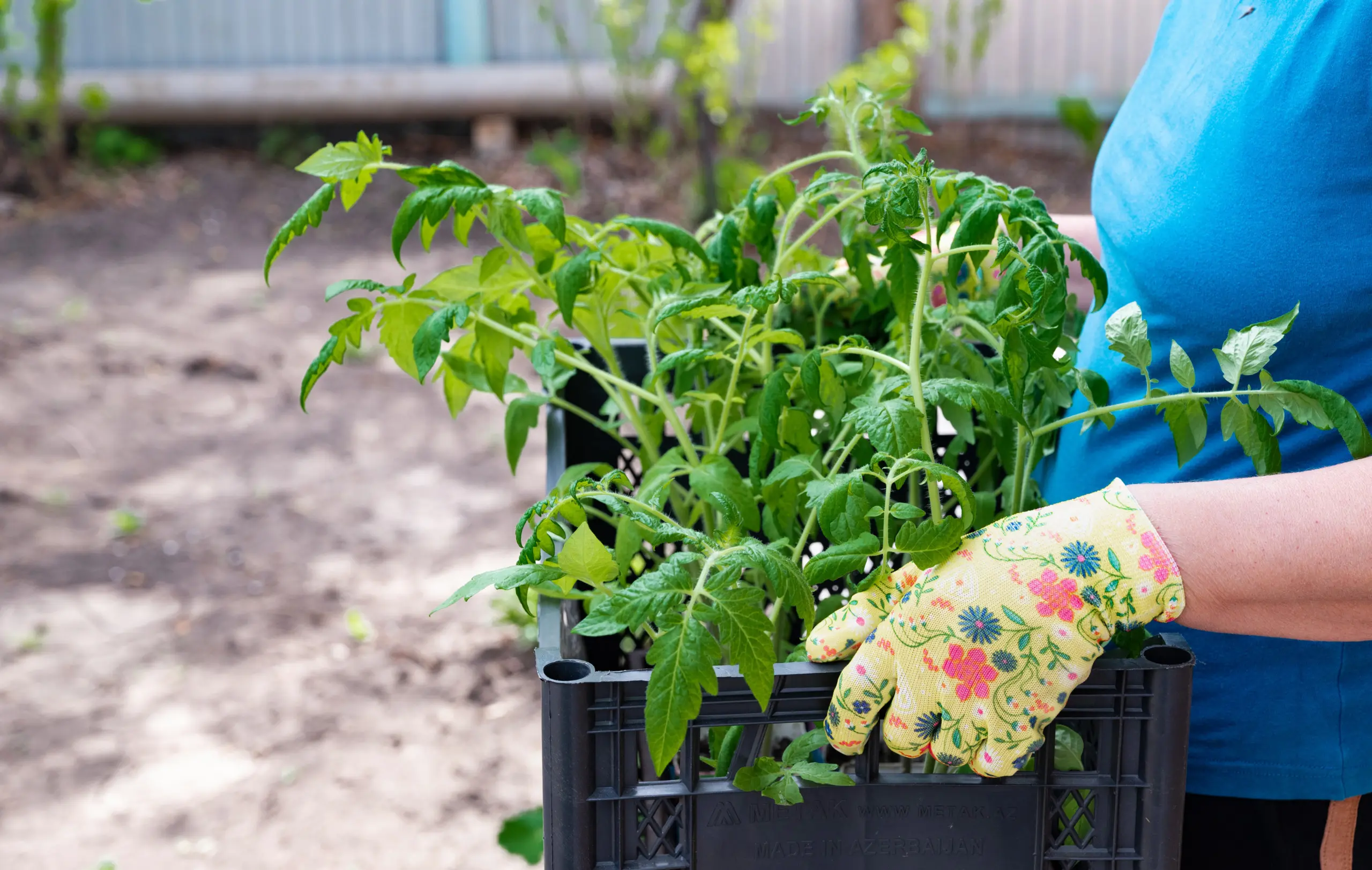 рассада томатов на улице закаливание