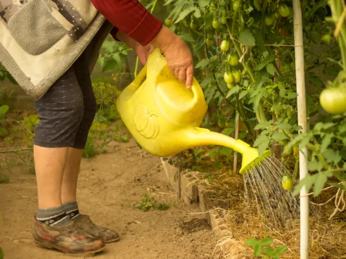 полив томатов из лейки