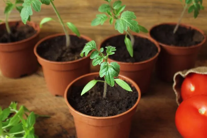 рассада томатов в горшках