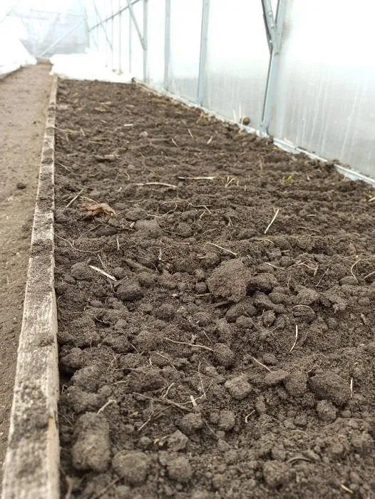 vysadka-rassady-tomatov-v-teplitsu-237649-02-700x526