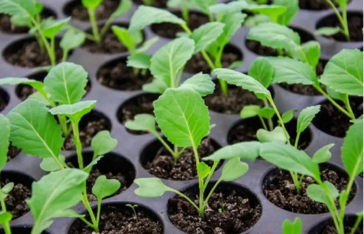 рассада цветной капусты в горшках