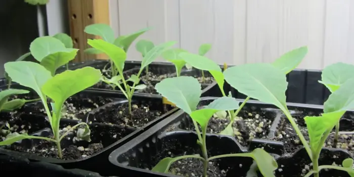 рассада цветной капусты на улице в тени