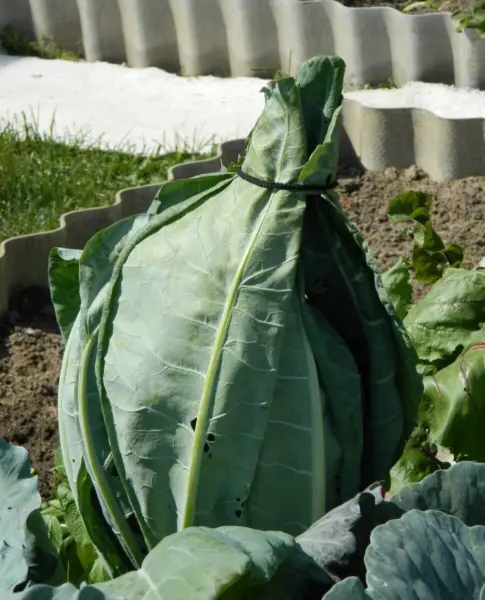 затенение головки цветной капусты листом