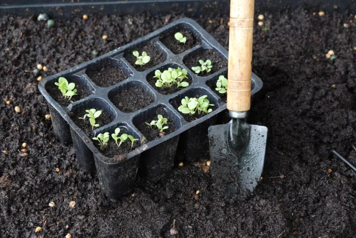 посадка рассады в лунку