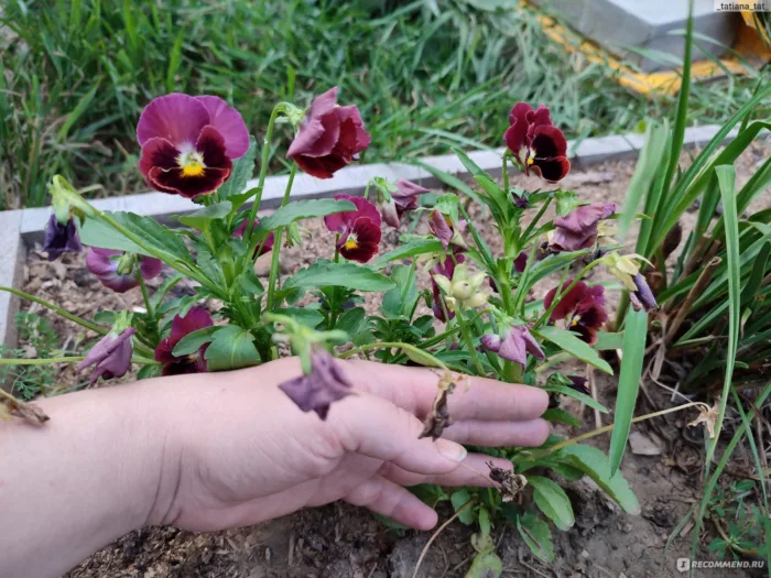 удаление увядших цветков виолы