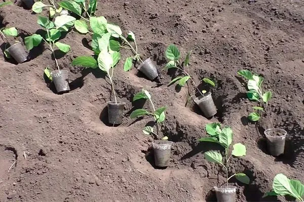 Высадка рассады баклажанов в открытый грунт: сроки, схема и правила ухода