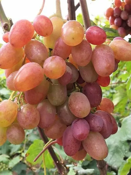 yubiley-hersonskogo-dachnika-2-231093