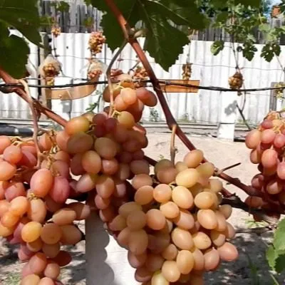 yubiley-hersonskogo-dachnika-3-231093