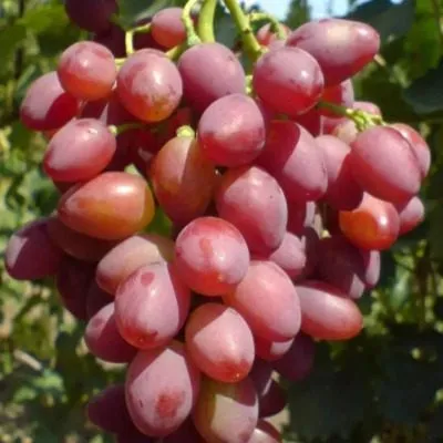 yubiley-hersonskogo-dachnika-4-231093