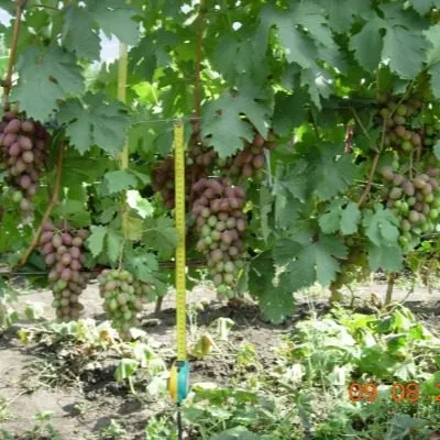 yubiley-hersonskogo-dachnika-5-231093