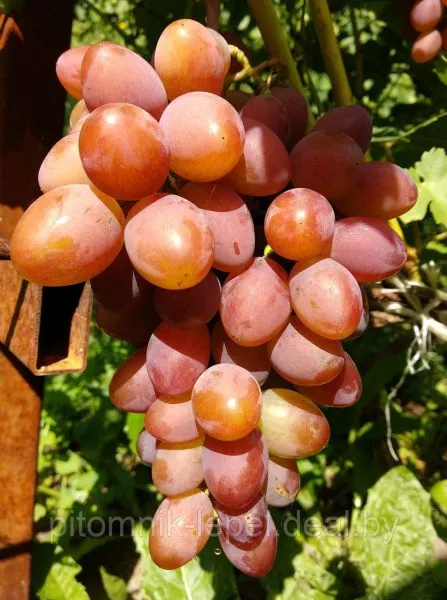 yubiley-hersonskogo-dachnika-main-231093