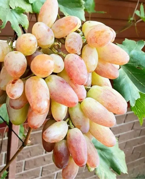 yubiley-novocherkasska-2-233722