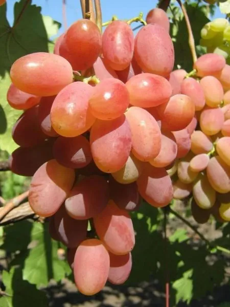 yubiley-novocherkasska-4-233722