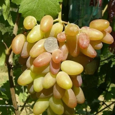 yubiley-novocherkasska-5-233722